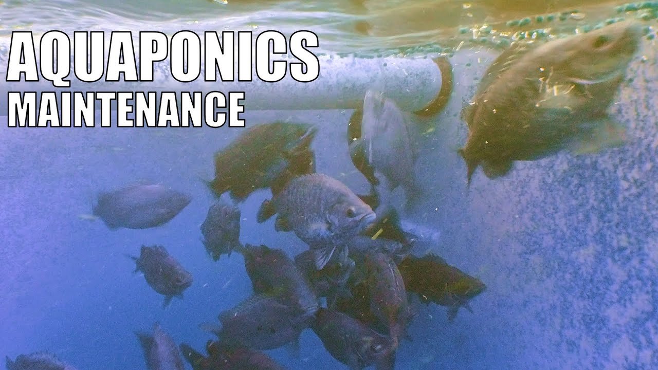 Top Aquaponics Training Near Ithaca: Grow Sustainable Food Together